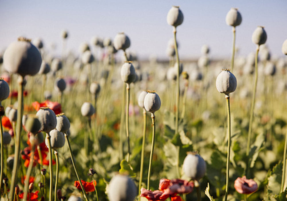 after taliban announces on ban on opium cultivation, boom in opium business