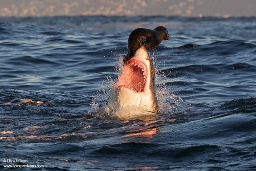 horrifying pictures of sharks