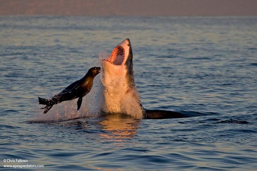 horrifying pictures of sharks