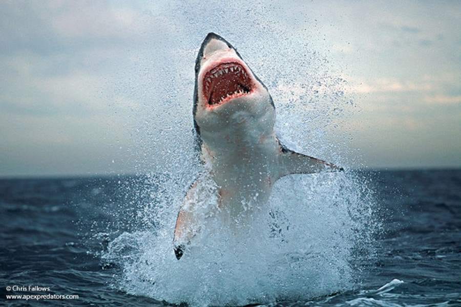 horrifying pictures of sharks