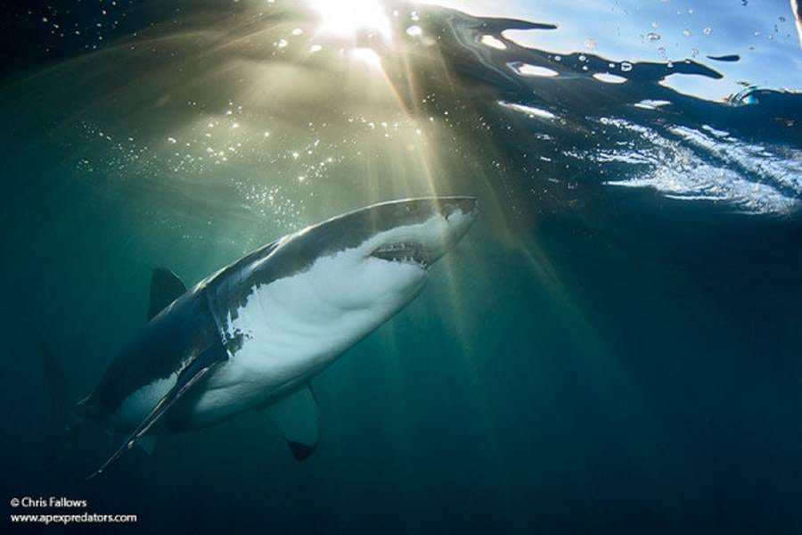 horrifying pictures of sharks