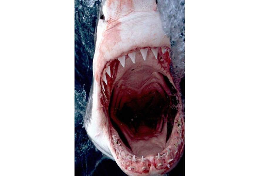 horrifying pictures of sharks