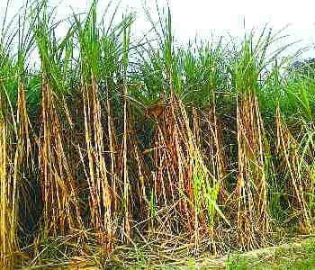 sugarcane stand in field but crushing season ended 
