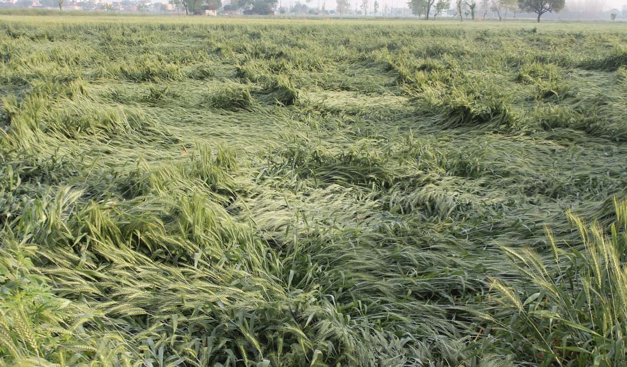Bulandshahr 3.75 million acres of wheat crop waste