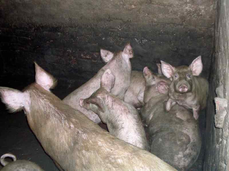 pig, residential area, raid, mandi gobindgarh