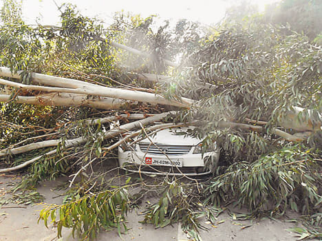 Car damaged by falling trees, passenger survived