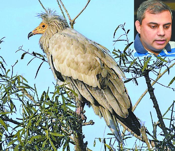 bird watching, bird watcher, chandigarh birds race, chandigarh club, chandigarh