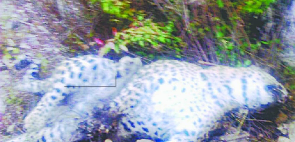 The leopard's body was found in a quiet Rima