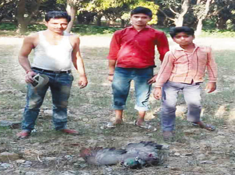 Found dead in a field three peacock