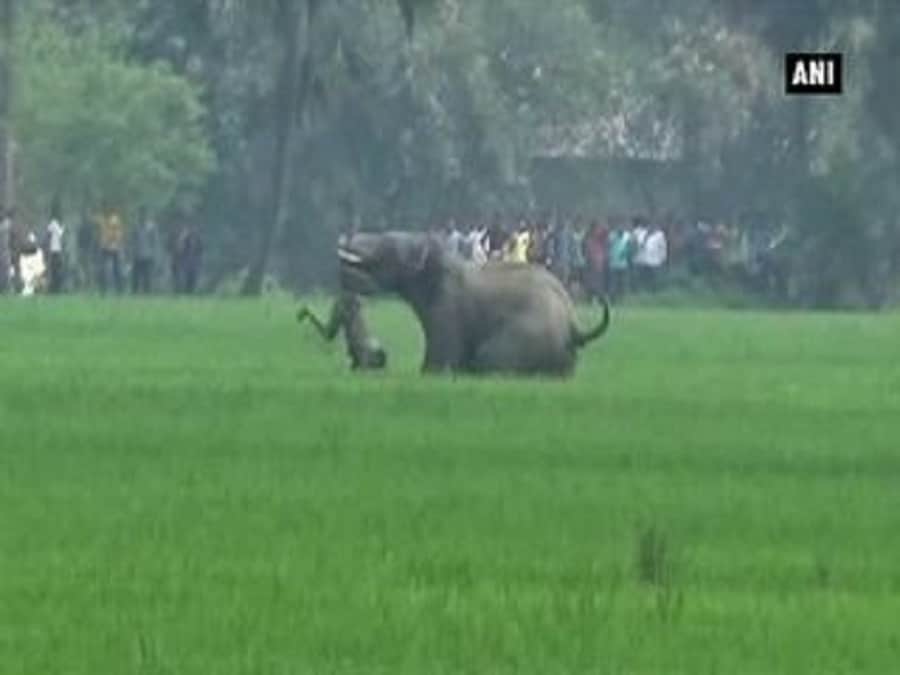 हाथी का हमला