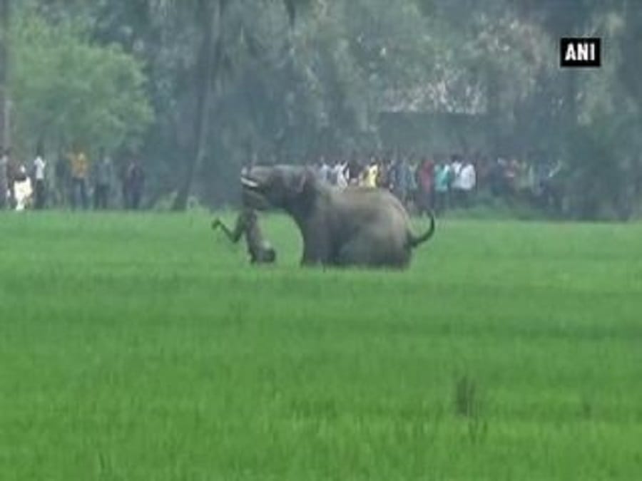 हाथी का हमला