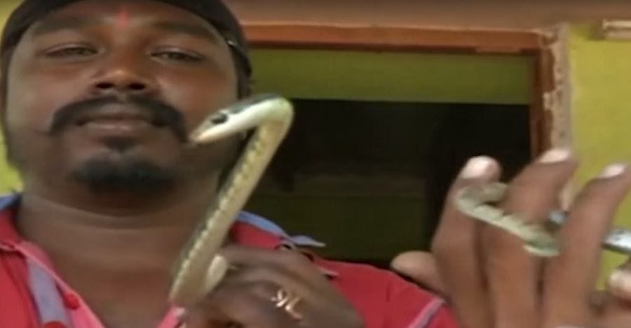 Five people, two of them seriously bitten by snake