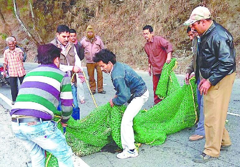 The injured leopard caught