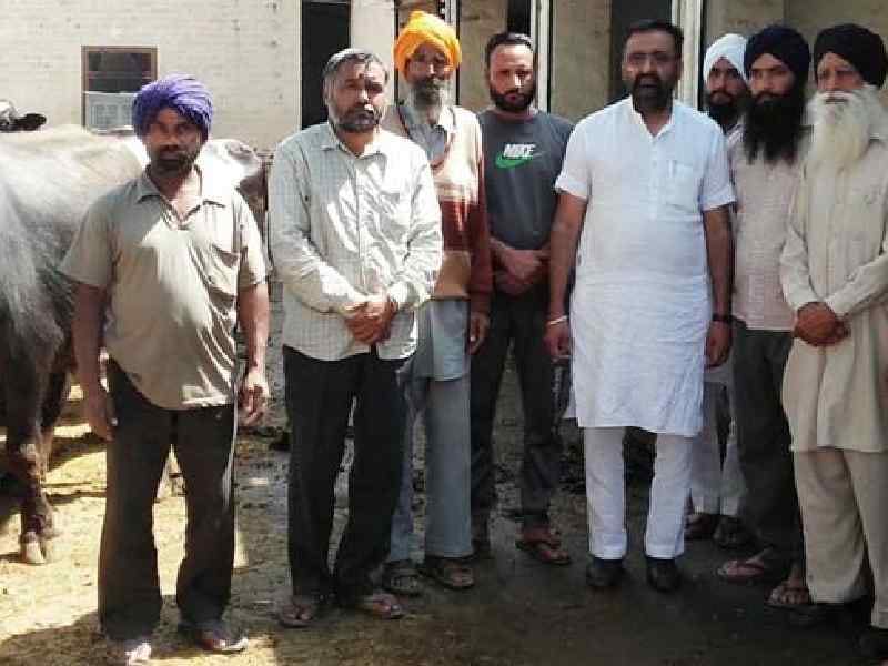 galgotu, 50 animal died, farmer, malerkotla