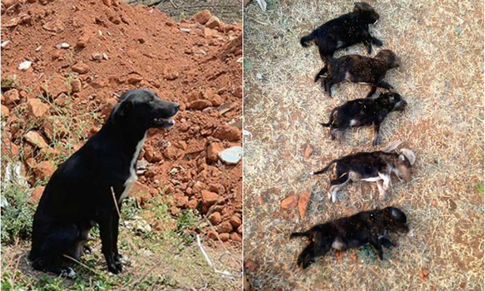 What does law for animal rights says?