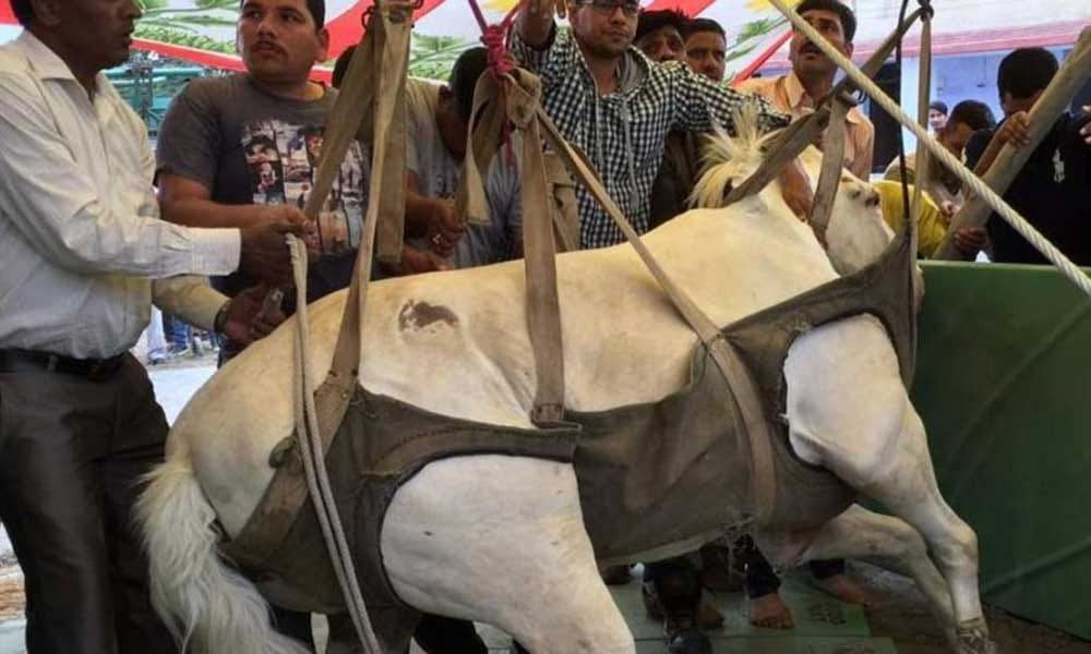 cow smuglers attack on police