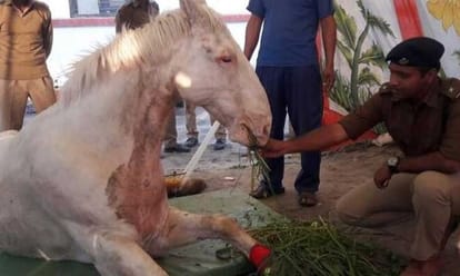 What does law for animal rights says?