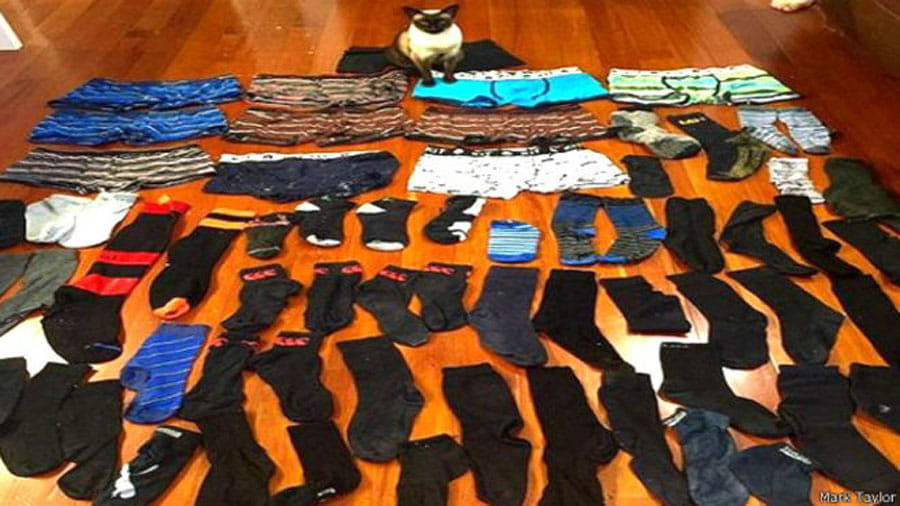 newzealand cat burglar