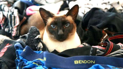 newzealand cat burglar