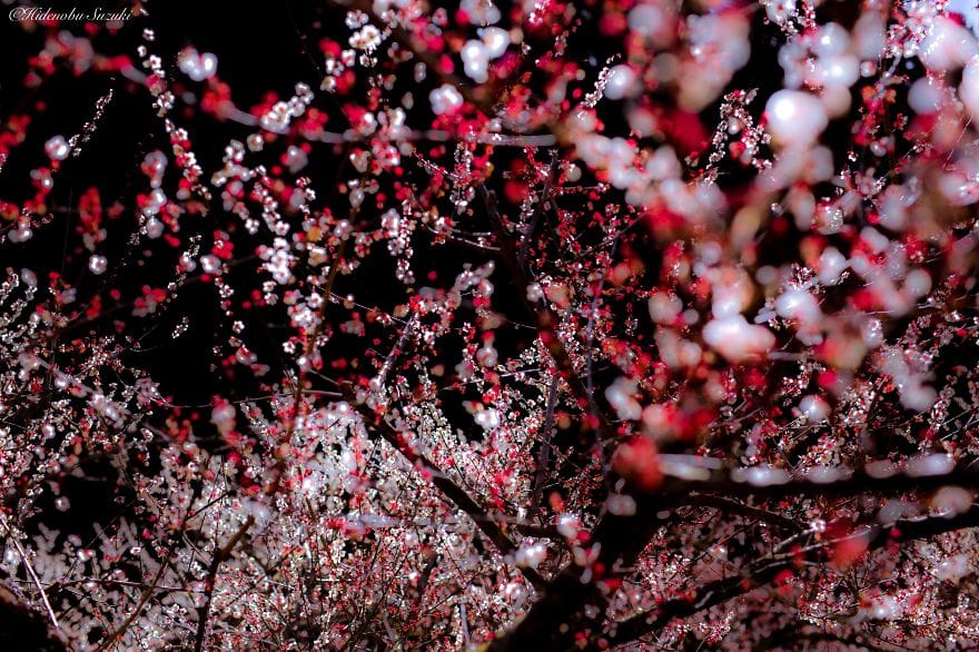 spring of Japan