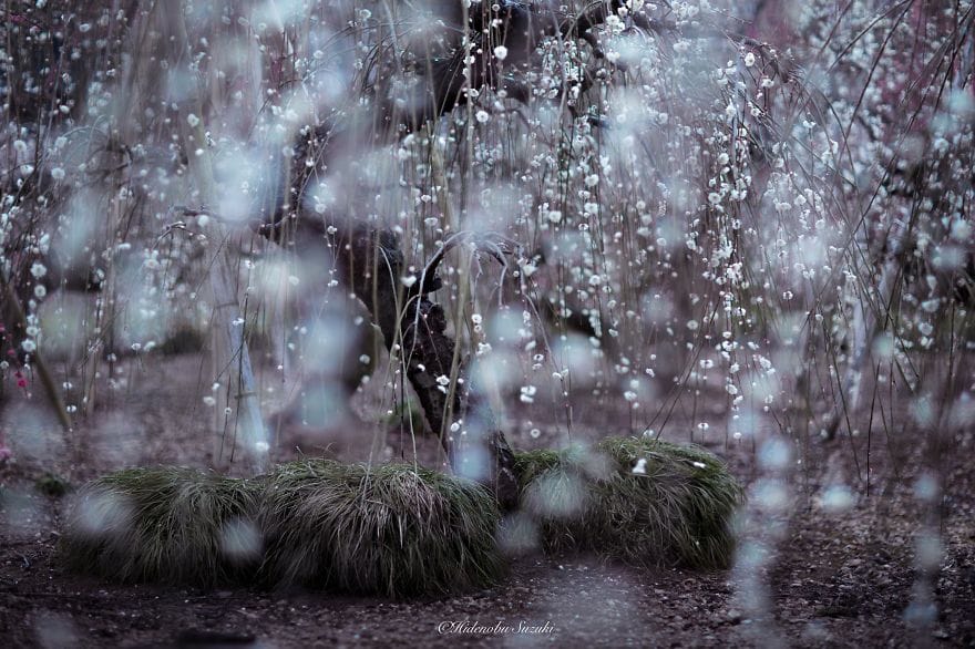 spring of Japan