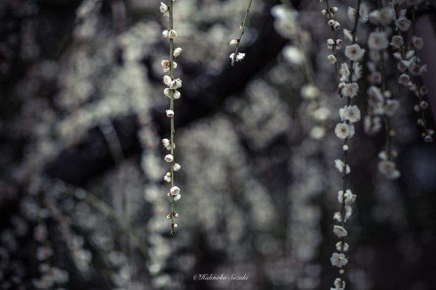spring of Japan
