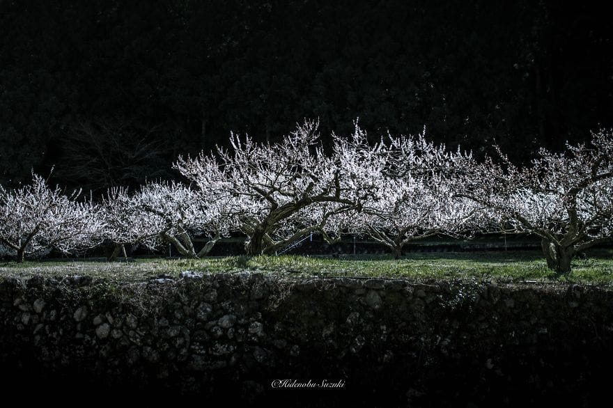 spring of Japan
