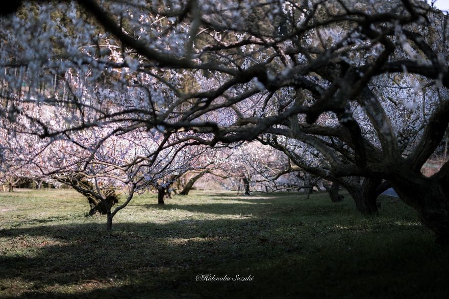 spring of Japan