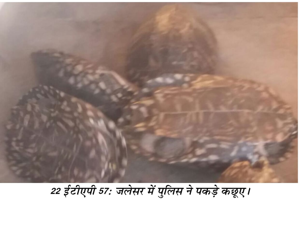 bore mein band 459 kachhuon ke saath taskar giraphtaar