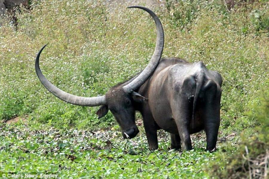 water buffaloes