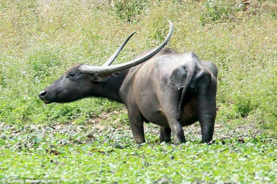 water buffaloes