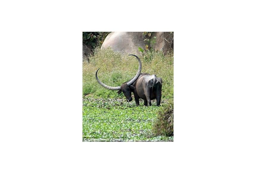 water buffaloes