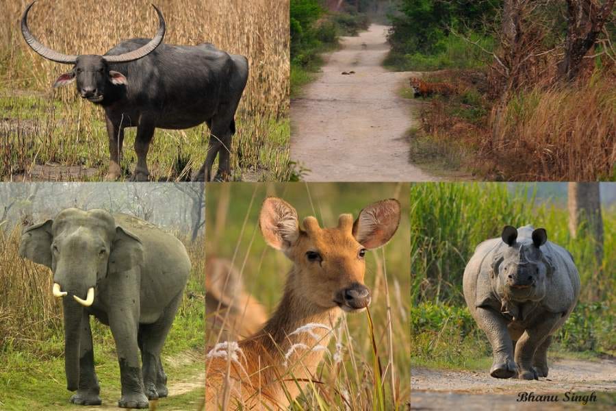 water buffaloes