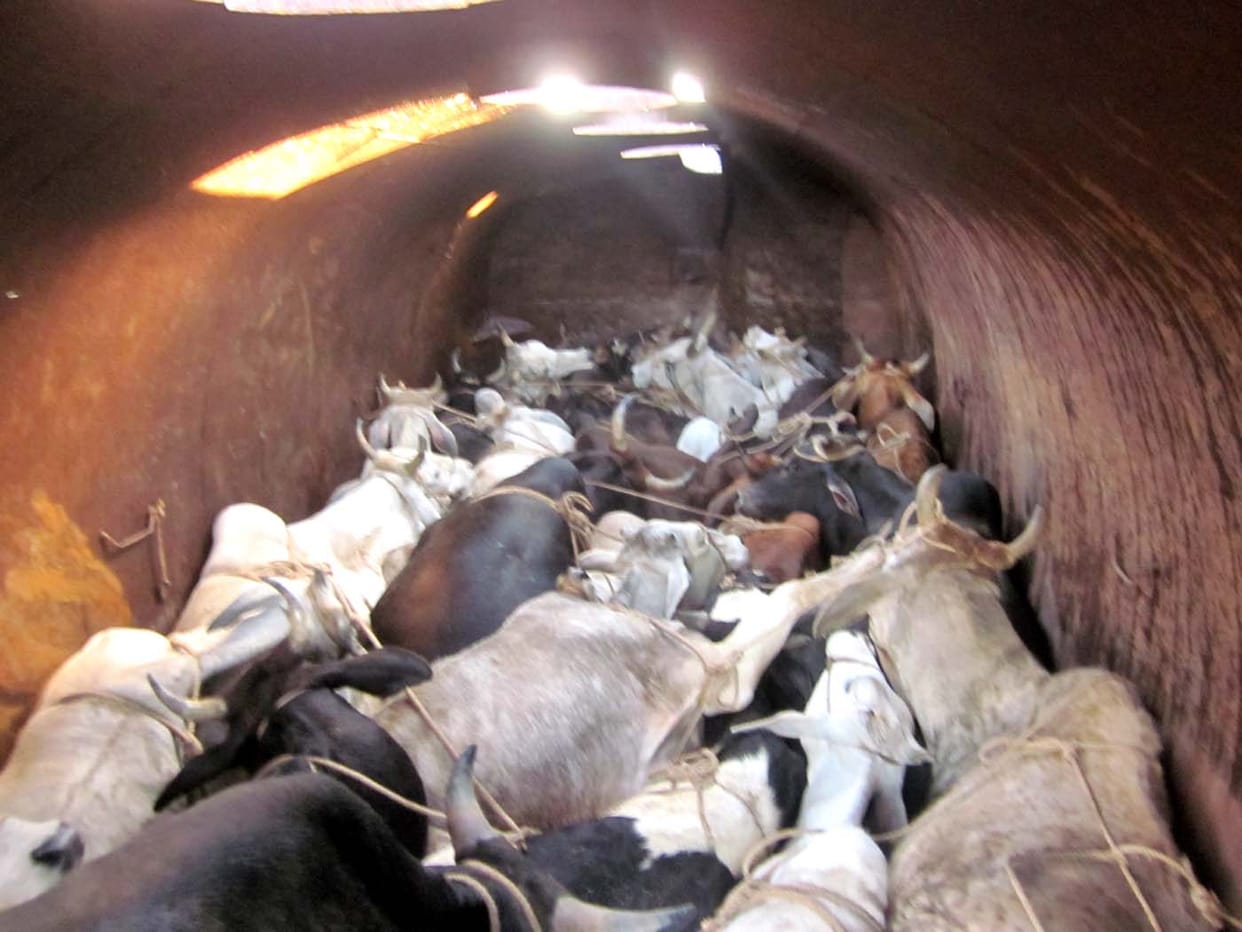 Tanker 31 bovine animals recovered, smuggler fled