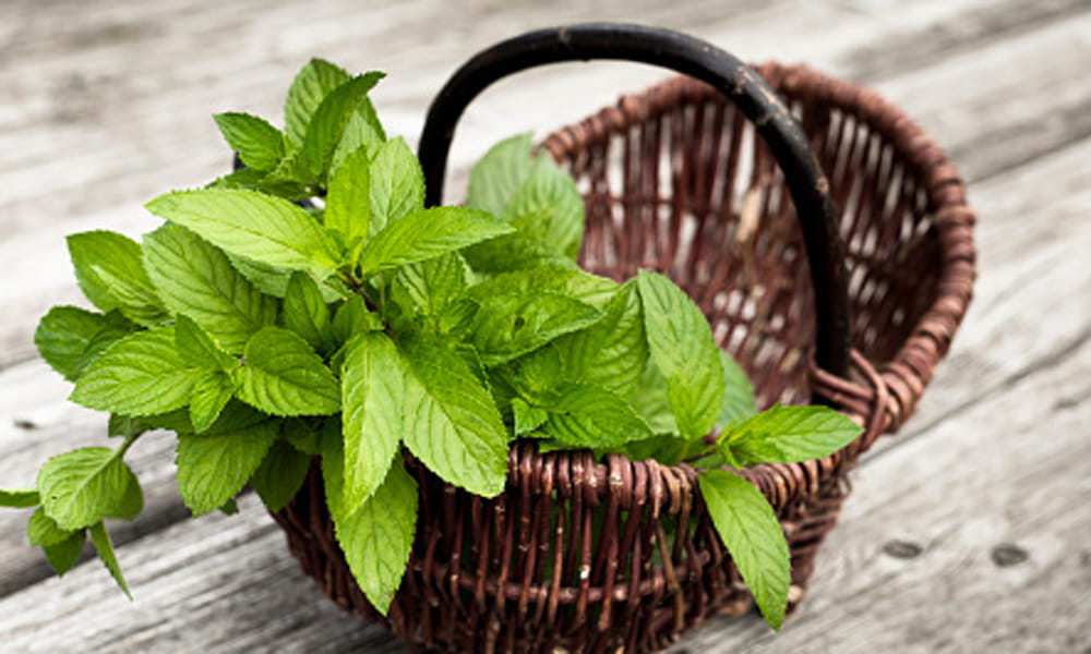 food to prevent bloating