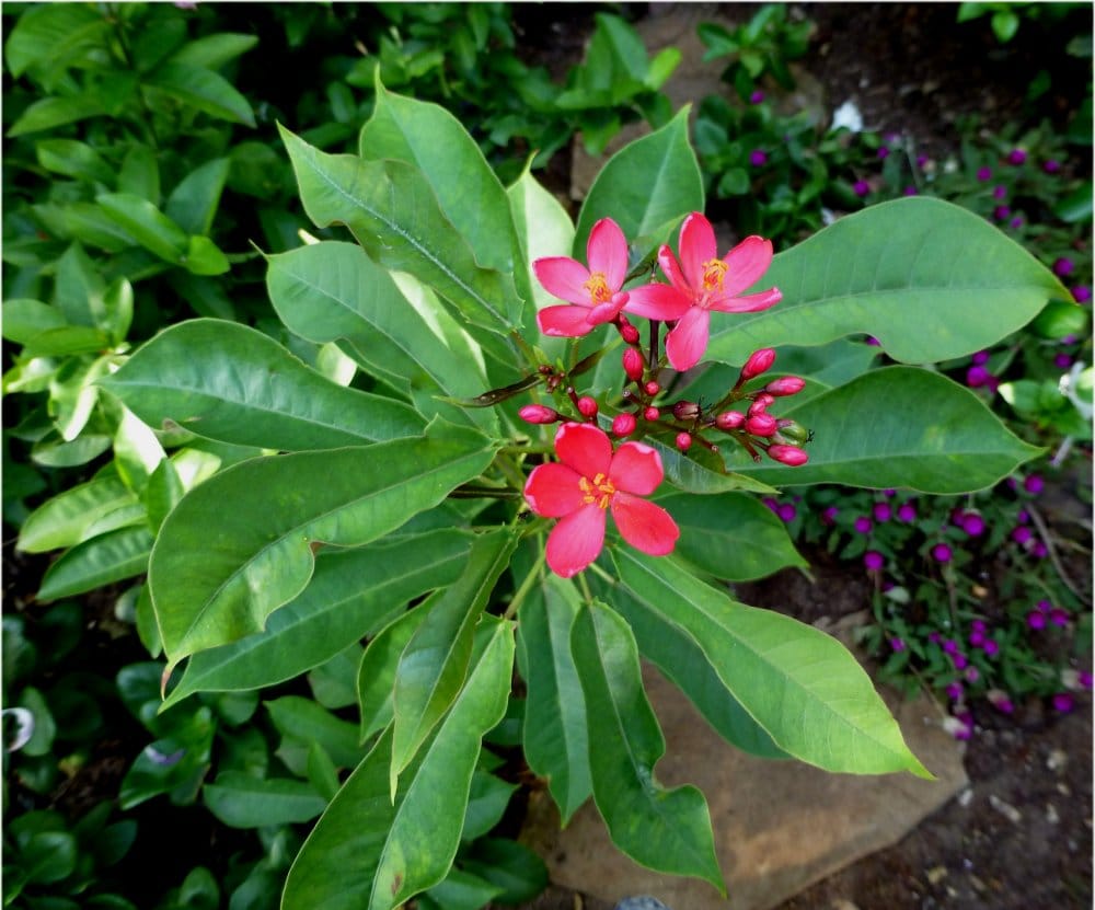 Jatropha project worth millions.