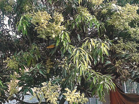 mango tree
