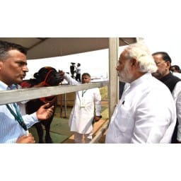 hisar hindi news, prime minister modi, haryana Buffalo, hisar, haryana