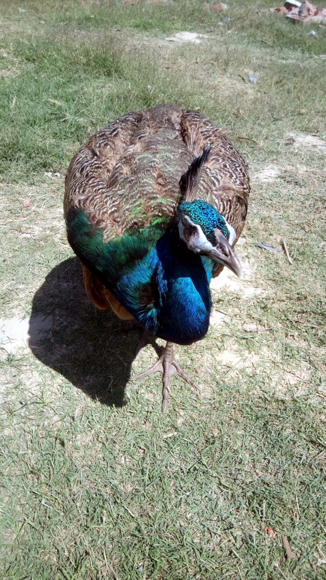 Peacocks in the garden got injured condition.