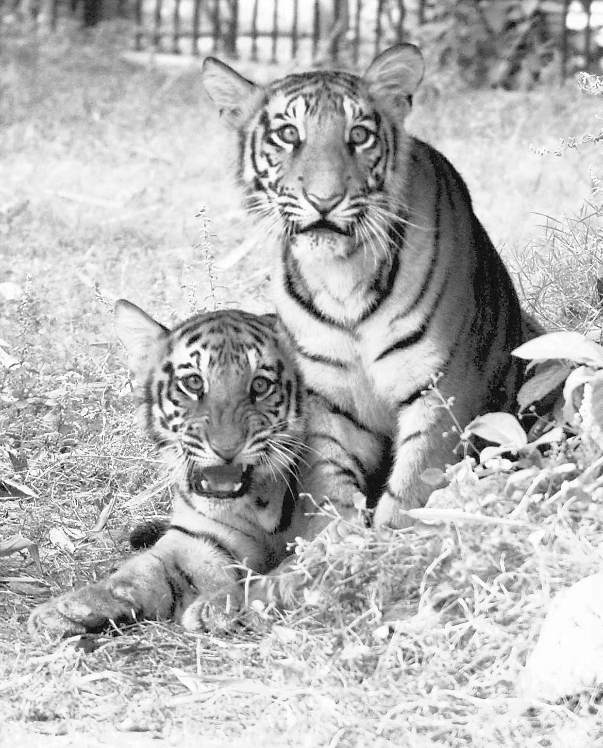 gaurd appointed for the protection of tigers