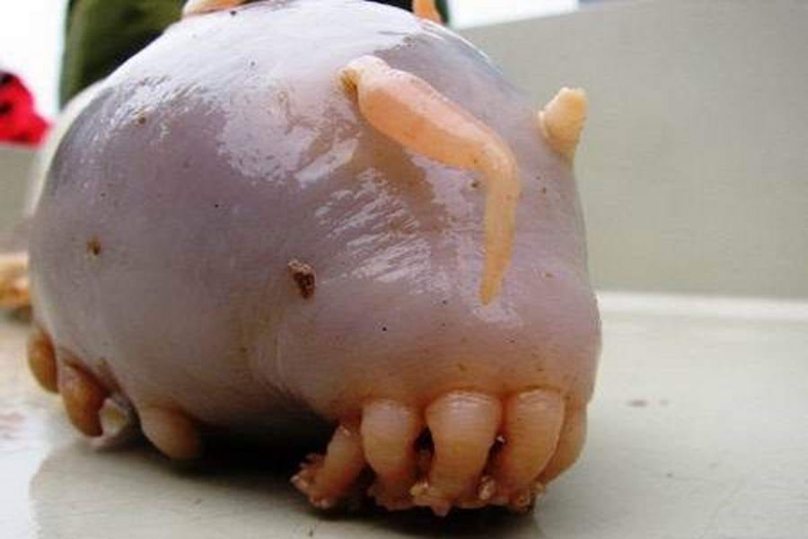 weird fishes