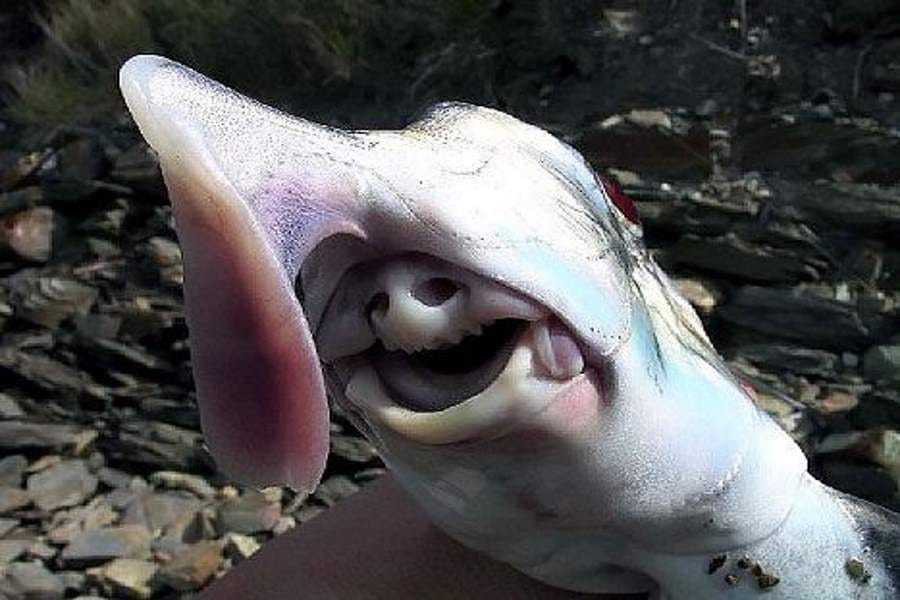 weird fishes