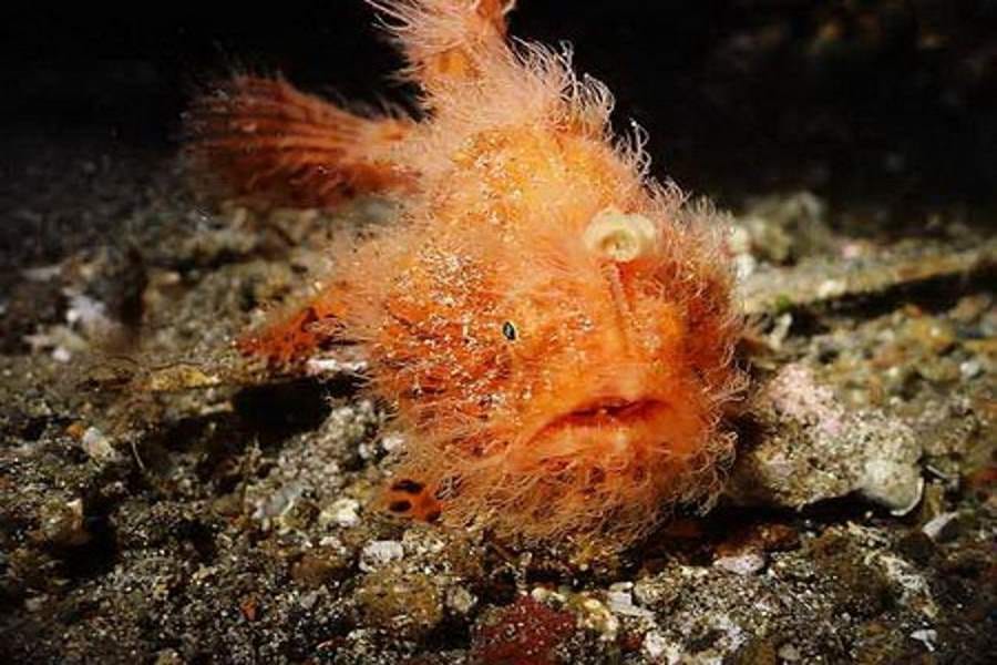 weird fishes