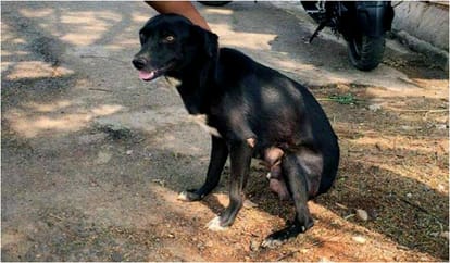 Woman Kills 8 Puppies In Front Of Their Mother Just To Teach Lesson