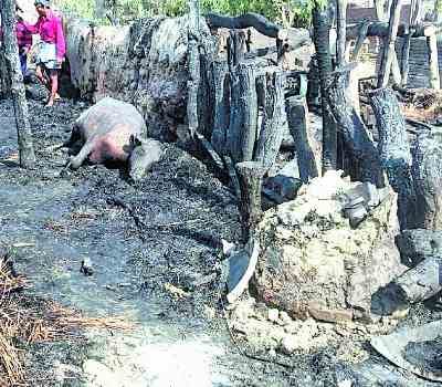 seven home burnt