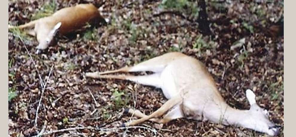 two deer killed by hunters in mandi himachal pradesh