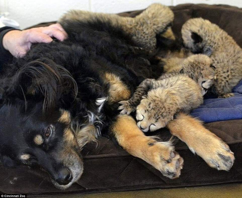 dog mothering three cubs