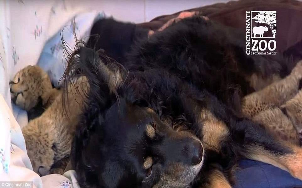 dog mothering three cubs