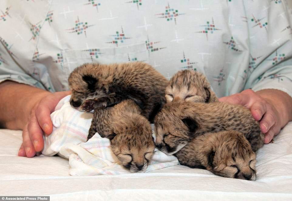 dog mothering three cubs