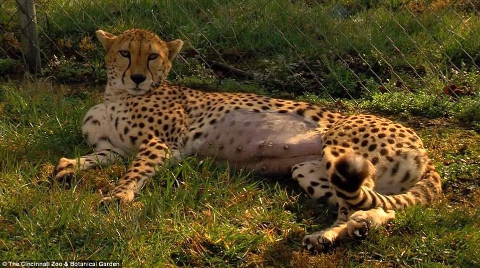 dog mothering three cubs
